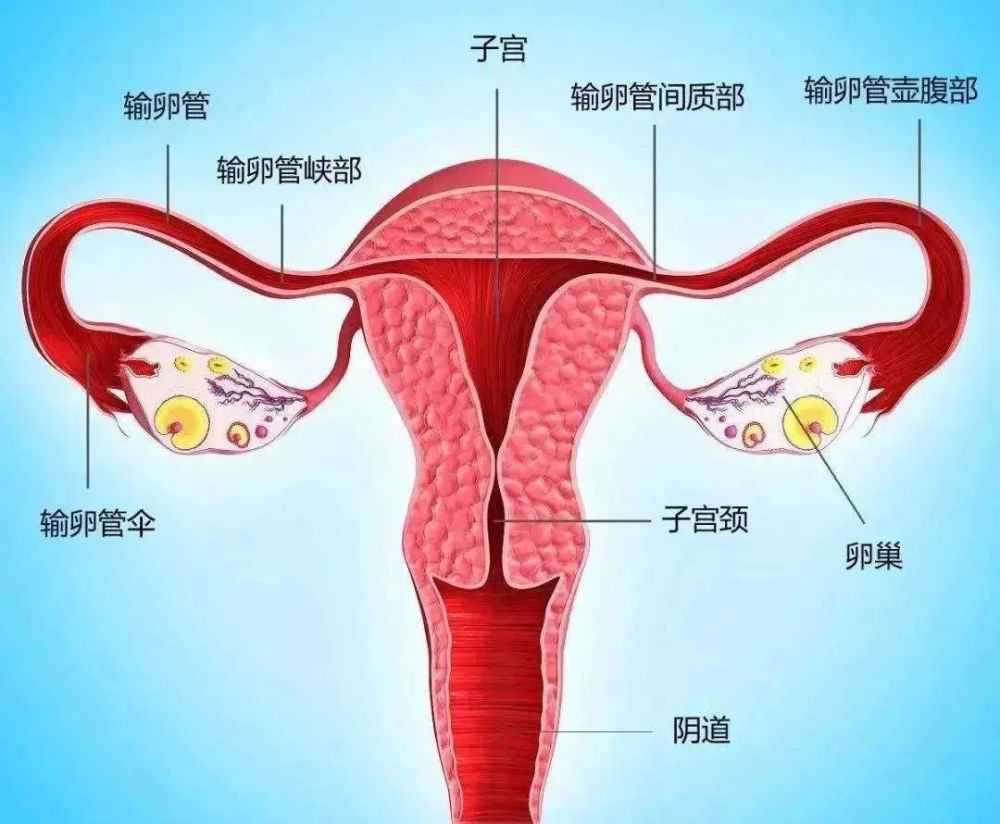 预防子宫内膜异位症，从这些日常习惯入手！
