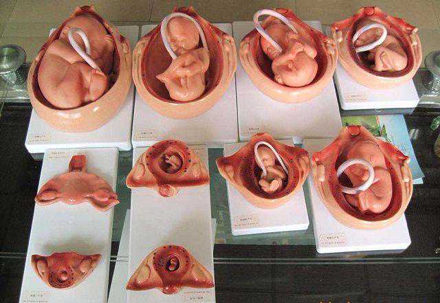 “超具有形象”的胎儿发育组图，张张戳心，带你感受生命的神奇