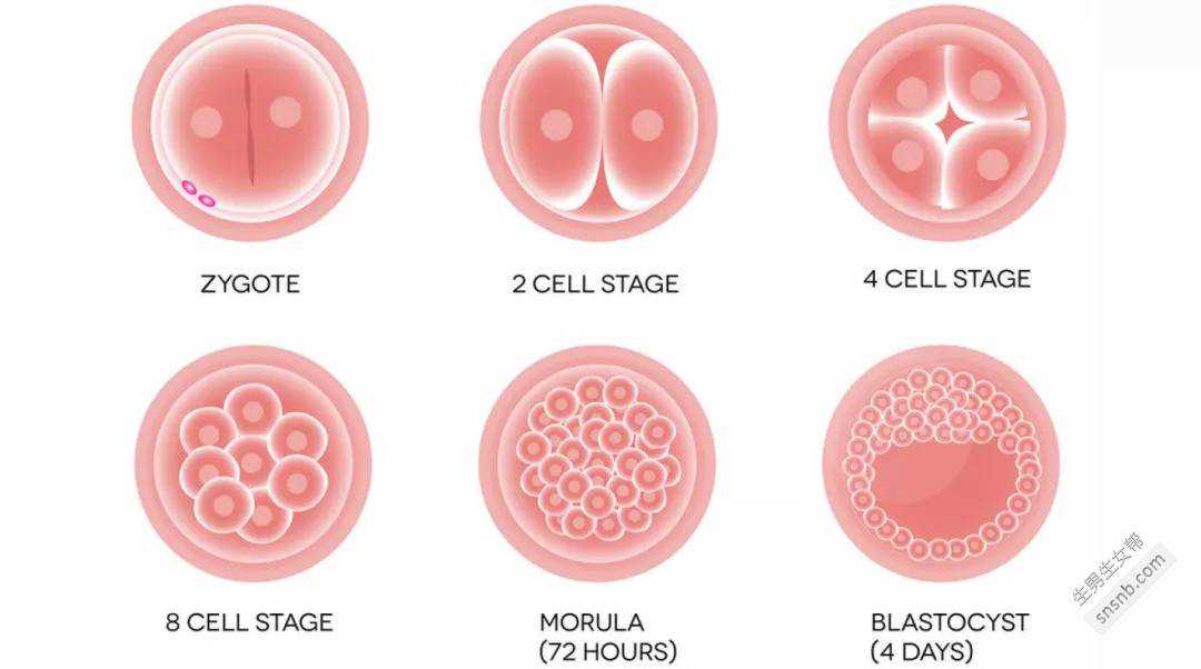 供卵试管要保胎到什么时候,试管保胎药吃到什么时候可以停